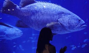 Berkenalan Dengan Jakarta Aquarium Indonesia