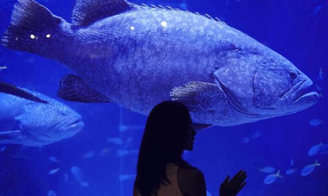 Berkenalan Dengan Jakarta Aquarium Indonesia