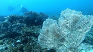 Spot Diving di Pantai Parentek Ini Bisa Jadi Alternatif Wisatawan