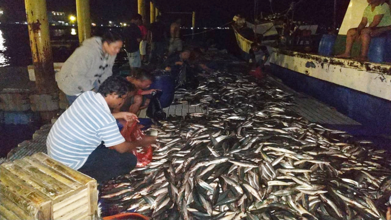 Tak Diterima Oleh Pengusaha, Ikan Hasil Tangkapan Terpaksa Dibuang ke Laut