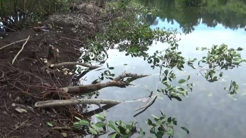 Gara-gara Tambak, Hutan Mangrove Serawet Dibabat