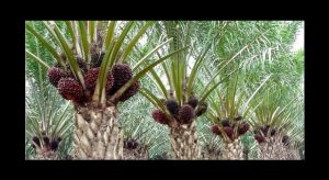 Ini Sejarah Kebun Kelapa Sawit di Bolmong, Jems Tuuk: Jangan Salahkan Gubernur!