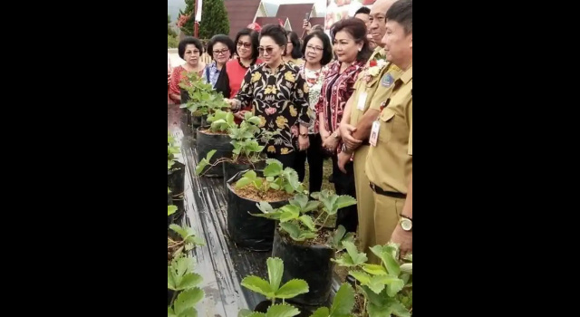 Dihadiri Rita Dondokambey, Pemprov Sulut Launching Kobong Organik