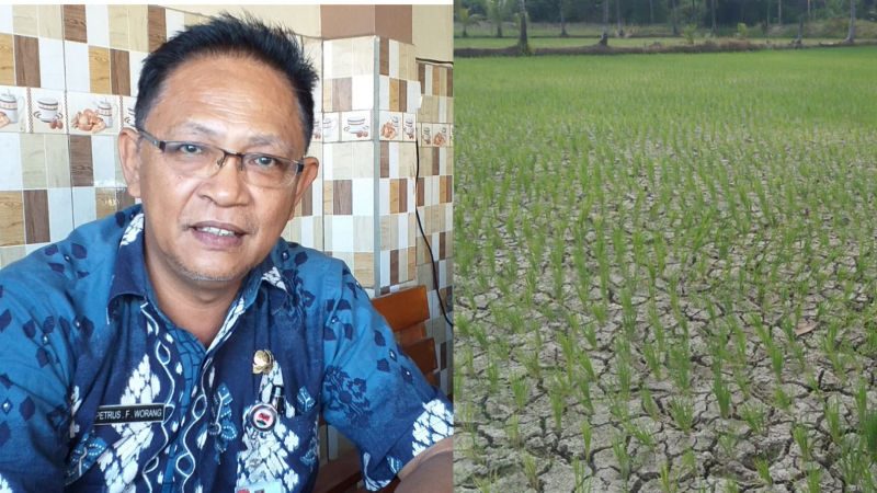 Musim Kemarau, Petani Mulai Menjerit, Bantuan Pemerintah Dibutuhkan