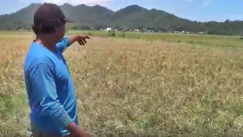 Lahan padi di Kakas yang mengalami kekeringan