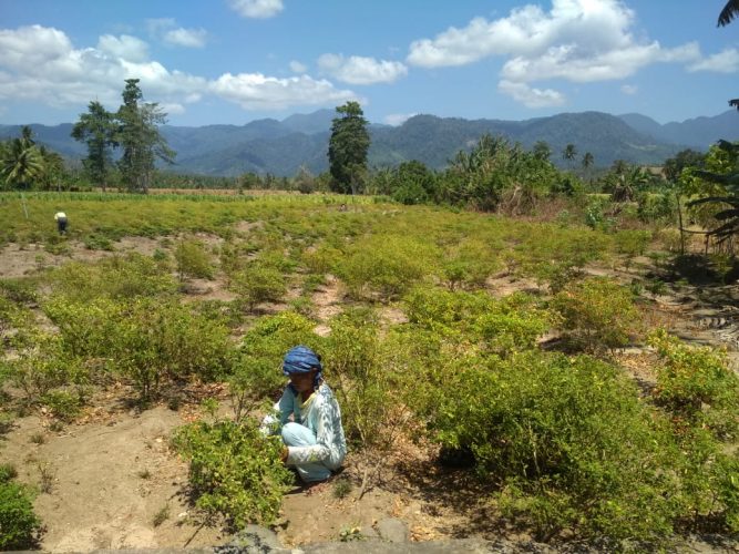 Harga Cabai Rawit di Boltim Merangkak Naik 8 Harga Cabai Rawit di Boltim Merangkak Naik