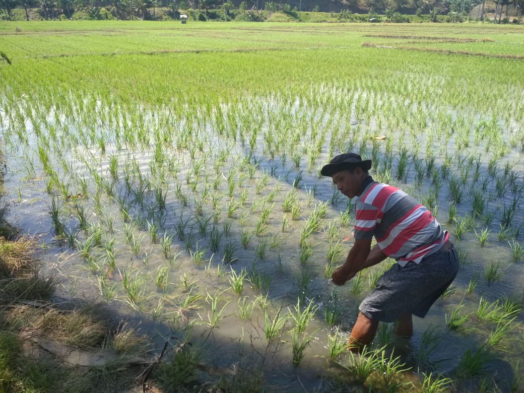 Serangan Hama Mentek Bikin Petani Enggan Kelola Sawah