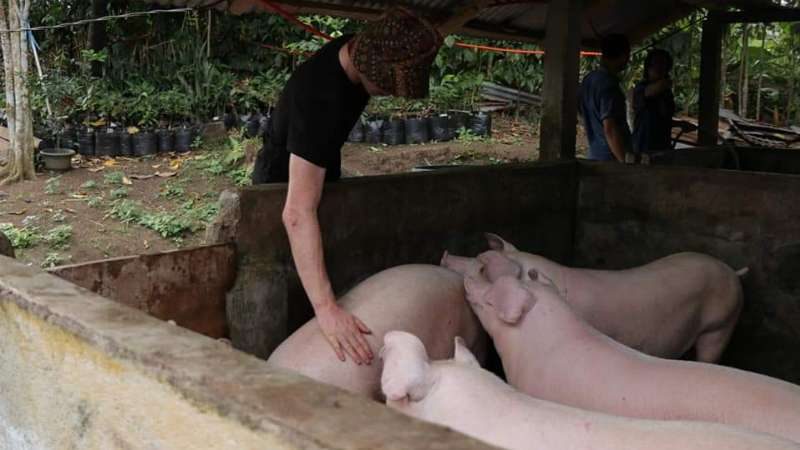 Kompleks Biogas Tumaluntung Bebas Demam Babi Afrika