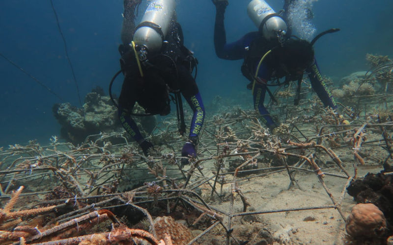 900 Fragment Karang Ditanam di Pulau Bunaken