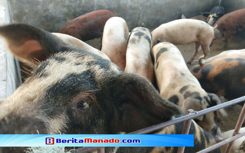 Virus Demam Babi Afrika Tidak Terdeteksi di Minsel