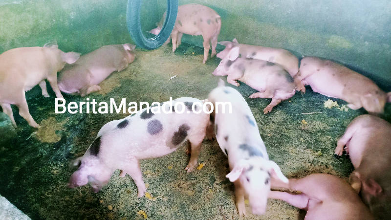 Terkait Virus ASF, Anggota DPRD Manado Zakarias Tatukude Sarankan Waspada