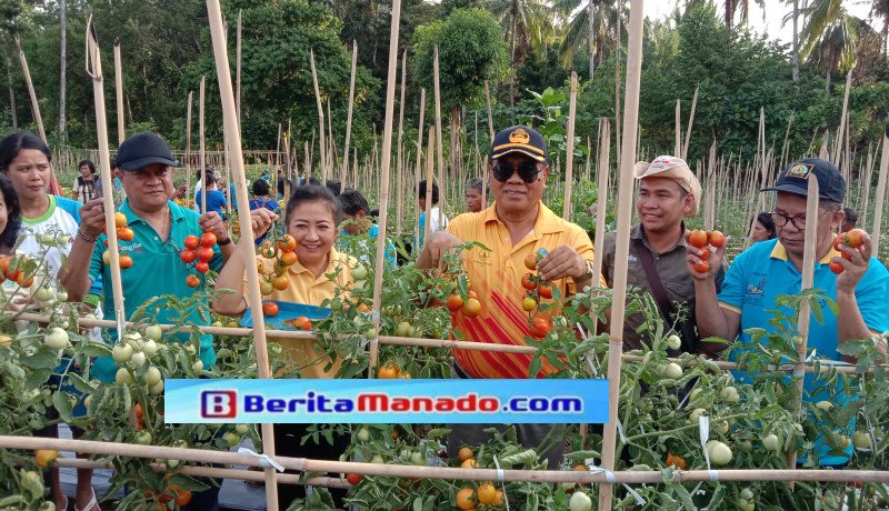 Bupati Jabes Gaghana Tinjau Pertanian Sayuran Pengsu