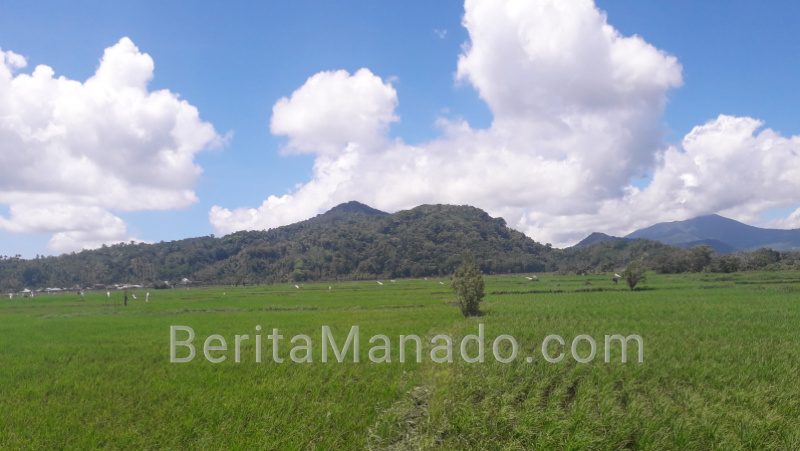 Pasokan Air Sawah di Desa Wolaang Tidak Lagi Mengkhawatirkan