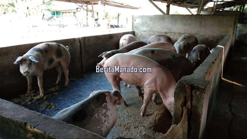 Peternakan babi
