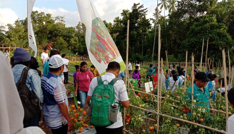 Kelompok Tani Alamate Pengsu Tanam Cabe dan Tomat Persiapan Tahun 2020 8 Kelompok Tani Alamate Pengsu Tanam Cabe dan Tomat Persiapan Tahun 2020