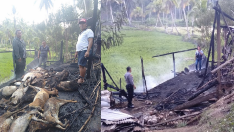 Gunakan Api Usir Hama, 27 Ternak Kambing Terpanggang