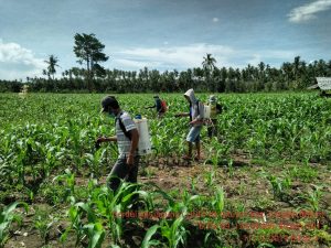 Waspada! Hama UGF Teror Jagung di Boltim