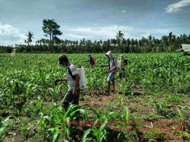 Waspada! Hama UGF Teror Jagung di Boltim