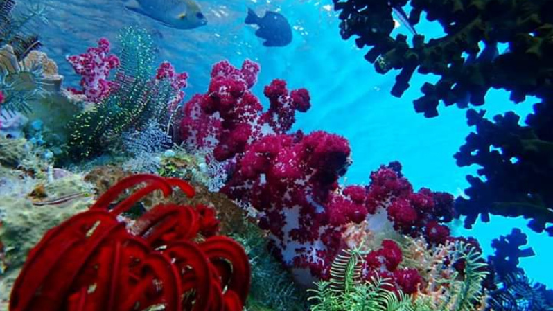 Deni Malingkas, Warga Belang Yang Sukses di Raja Ampat