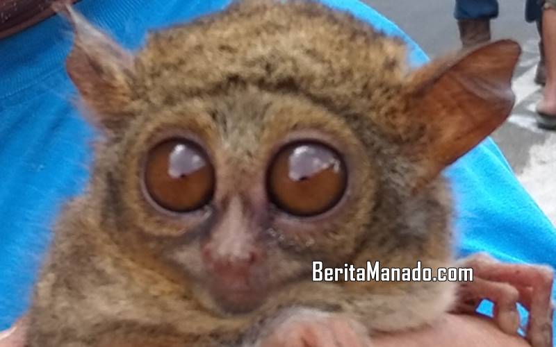 Begini Kronologi Penemuan Tarsius Saat Pembersihan Tebing Gua Jepang Kiawa
