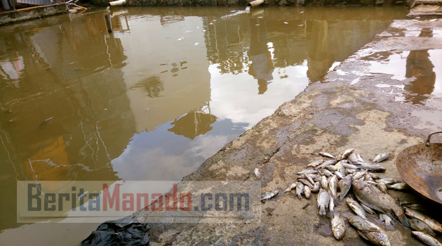 Ratusan Ikan Siap Panen Mengapung di Sagerat, DHL Bakal Lakukan Uji Lab