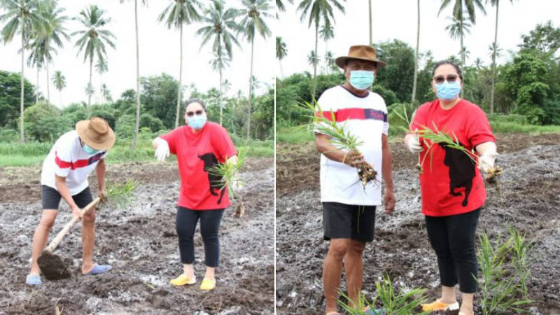 Serunya Aktifitas Gubernur Olly Dondokambey dan Istri Saat Menanam Jahe