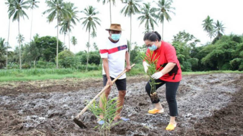 Serunya Aktifitas Gubernur Olly Dondokambey dan Istri Saat Menanam Jahe