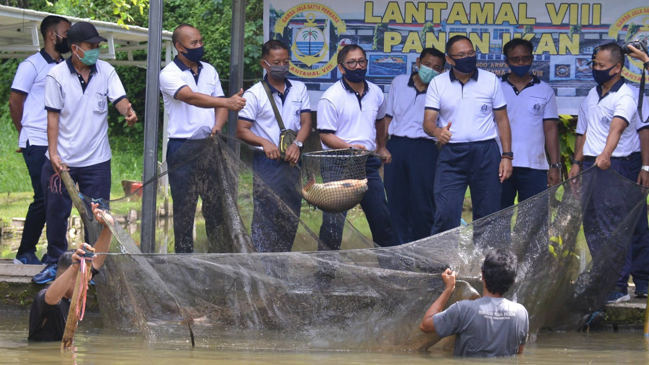 Dua Bulan Ditabur Benih, Lantamal VIII Panen Ikan Air Tawar