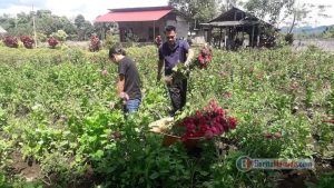 Harga Anjlok, Petani Bunga Ini Tetap Bersyukur