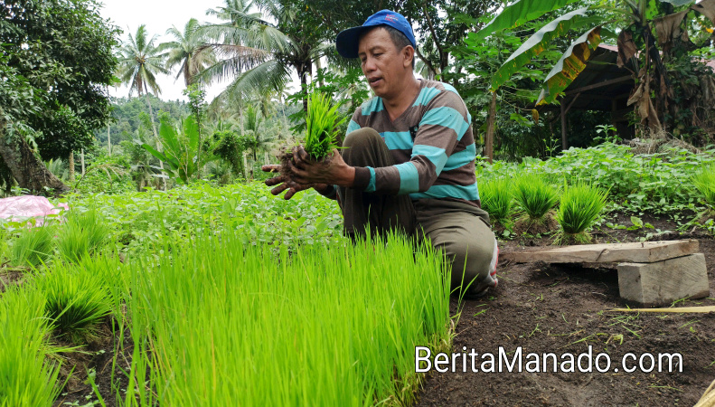 Ini Cara Unik Petani Molompar Menanam Padi
