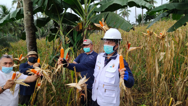 Vicky Lumentut Panen Jagung Bersama Poktan, Warga Manado Diajak Ba Kobong
