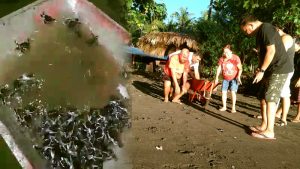Maurits Mantiri Lepas Ratusan Tukik di Pantai Ghia Motto