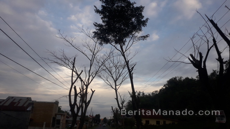 Bahayakan Keselamatan Warga, Pohon Ini Sebaiknya Ditebang