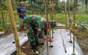 Perkuat Ketahanan Pangan, Jajaran Kodim 1301/Sangihe Terus Dampingi Kelompok Tani di Wilayah Binaan