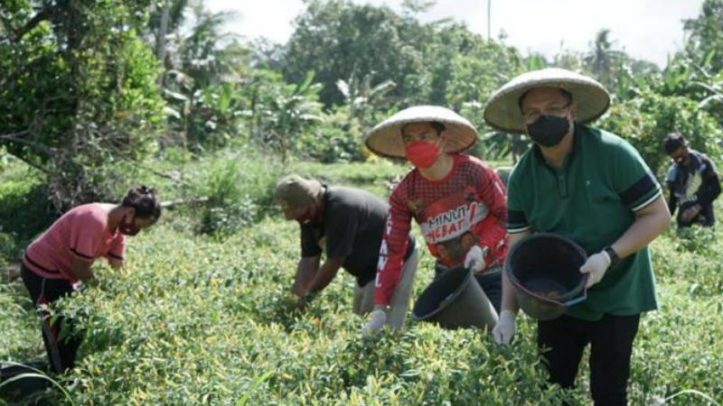 Difasilitasi Joune Ganda, Kelompok Tani Desa Kema I Kini Meraup Untung dari Panen Cabe 9 Difasilitasi Joune Ganda, Kelompok Tani Desa Kema I Kini Meraup Untung dari Panen Cabe