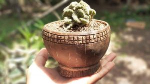 Corona Melanda, Pasutri Raup Belasan Juta dari Bisnis Pot Bunga Tempurung