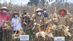 Hari Pangan Sedunia, Pemkab Minut Support Peningkatan Hasil Pertanian, Bantu Ekonomi di Masa Pandemi COVID-19