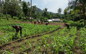 Hadapi Dampak Pandemi COVID-19, Babinsa Koramil 1301/05 Tahuna Ajak Warga Manfaatkan Lahan Tidur