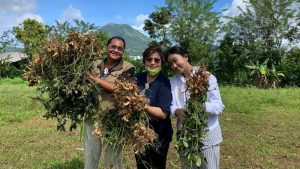Serba-serbi Masa Pandemi COVID-19, Senator Maya Rumantir Panen Kacang Batik