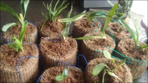 Inovasi di Masa Pandemi: Serabut Kelapa Jadi Pot Bunga