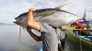 Produksi Ikan Tuna Bolsel Stabil di Masa Pandemi COVID-19
