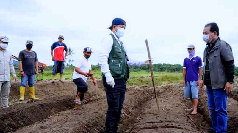 Bersama Kelompok Tani Bukit Hope, Vicky Lumentut Kembali Panen Jagung