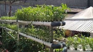 Pandemi Covid-19 Mendorong Pemanfaatan Lahan Pertanian Hidroponik