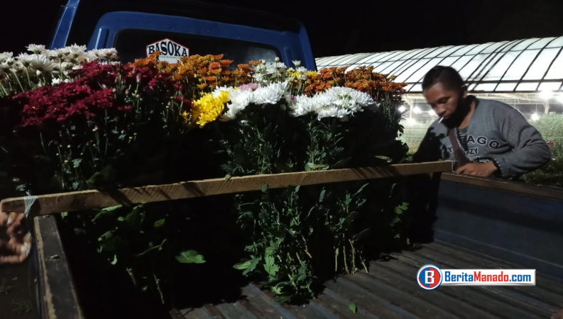 Laris Manis di Masa Pandemi COVID-19, Petani Krisan Dulang Rupiah