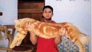 Kisah Yongky Widiasmoro, Datangkan hal Positif Dari Pelihara Kucing