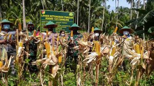 Panen Jagung, Bukti Nyata Upaya Ketahanan Pangan Kodim 1301/Sangihe Bersama Warga Pempalaraeng Ditengah Pandemi
