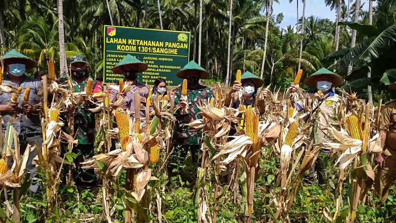 Panen Jagung, Bukti Nyata Upaya Ketahanan Pangan Kodim 1301/Sangihe Bersama Warga Pempalaraeng Ditengah Pandemi