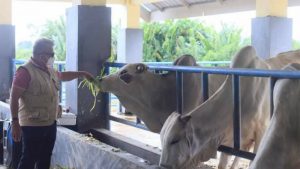 Amin Lasena Kunjungi Pengembangan Perternakan Sapi di Buol