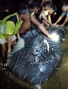 Hiu Paus Dikonsumsi Warga, Kepala PSDKP Tahuna: Sayang Sekali itu Hewan Dilindungi