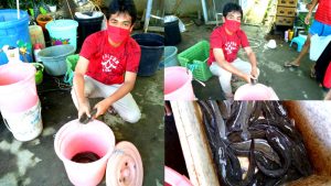 Pengembangan Usaha Budidaya Ikan Lele Jadi Potensi di Masa Pandemi Covid-19